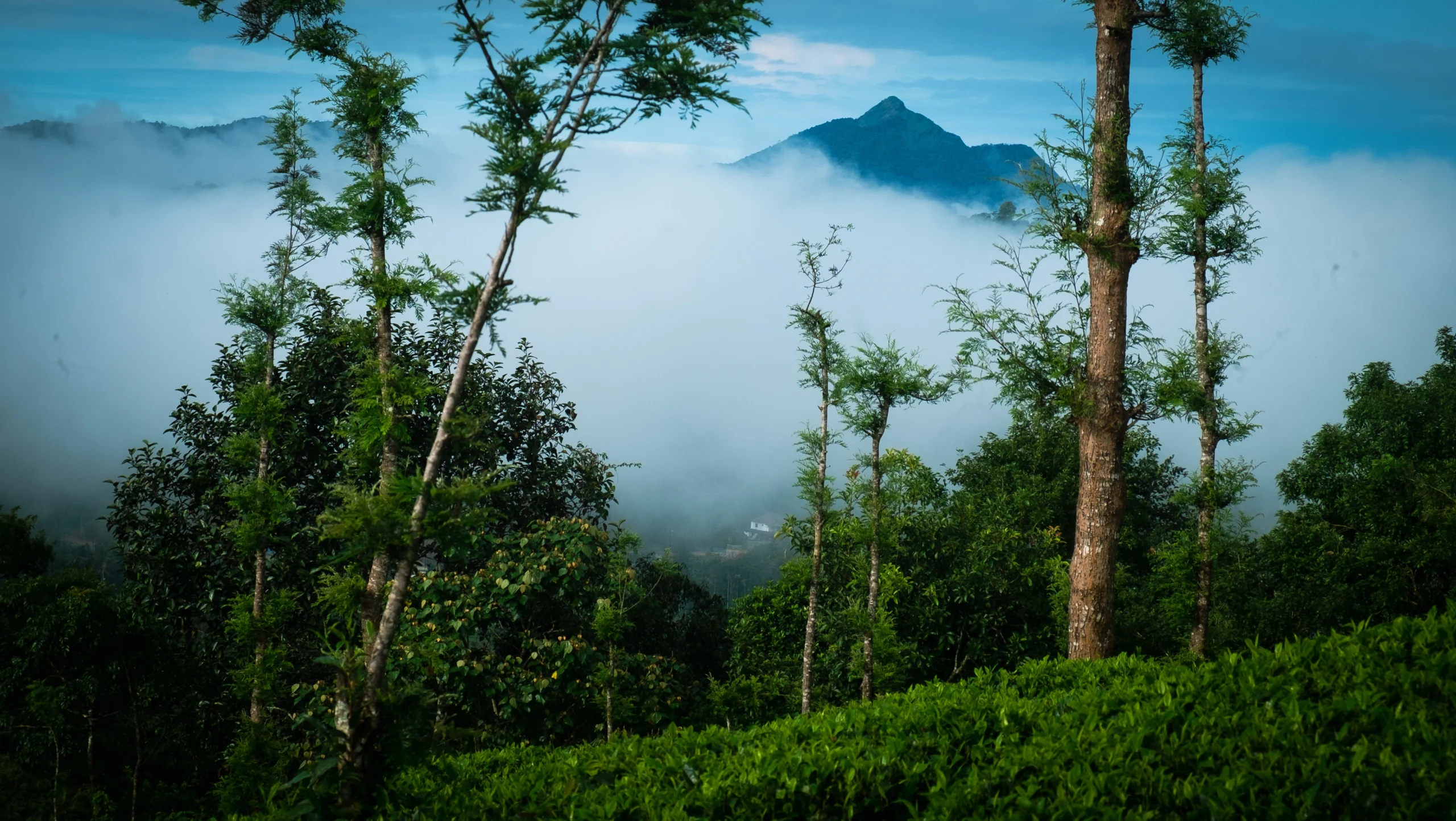 Teagarden view from Farmstay